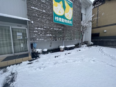 高知　大雪　桟橋動物病院