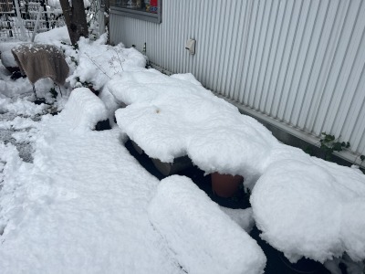 高知　大雪　桟橋動物病院