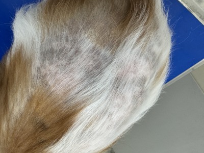 犬の甲状腺機能低下症　脱毛