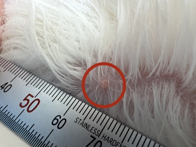猫の小型腫瘤 肥満細胞腫ではない