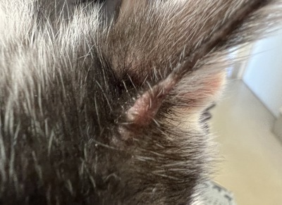 猫の疥癬の初期例