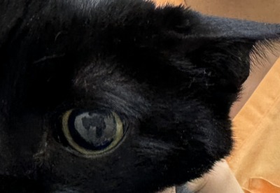 高血圧の猫の目