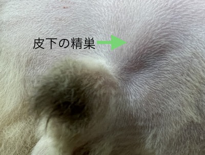 猫の潜在精巣(陰睾・停留精巣)