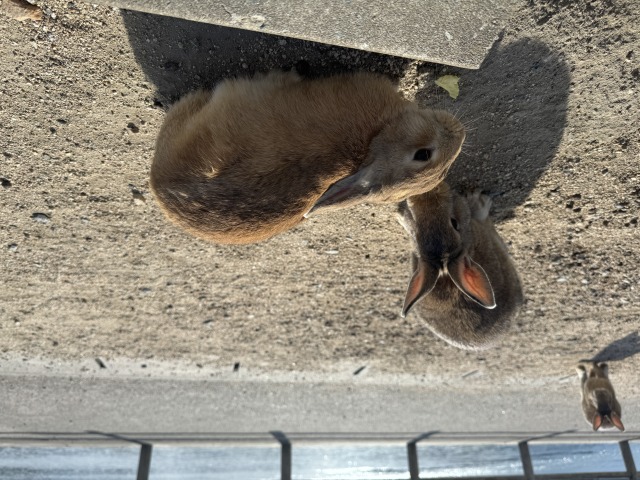 大久野島　うさぎ