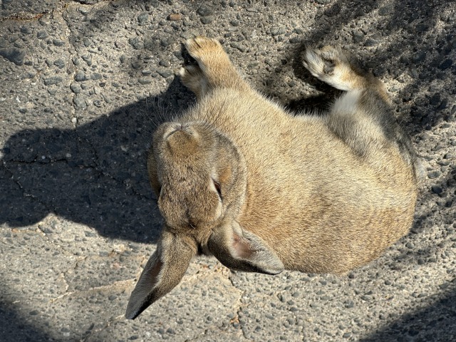 大久野島　うさぎ