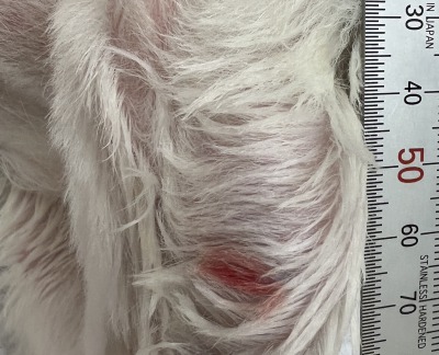 犬の軟部組織肉腫 血管周皮腫疑い