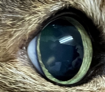 猫の高血圧の時の散瞳　高血圧の猫の目の写真